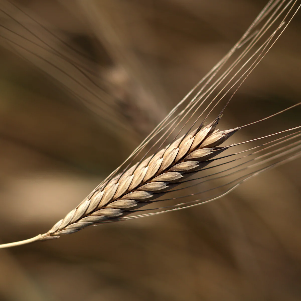 Organic Einkorn Wheat Berries 1 lb. - Image 3