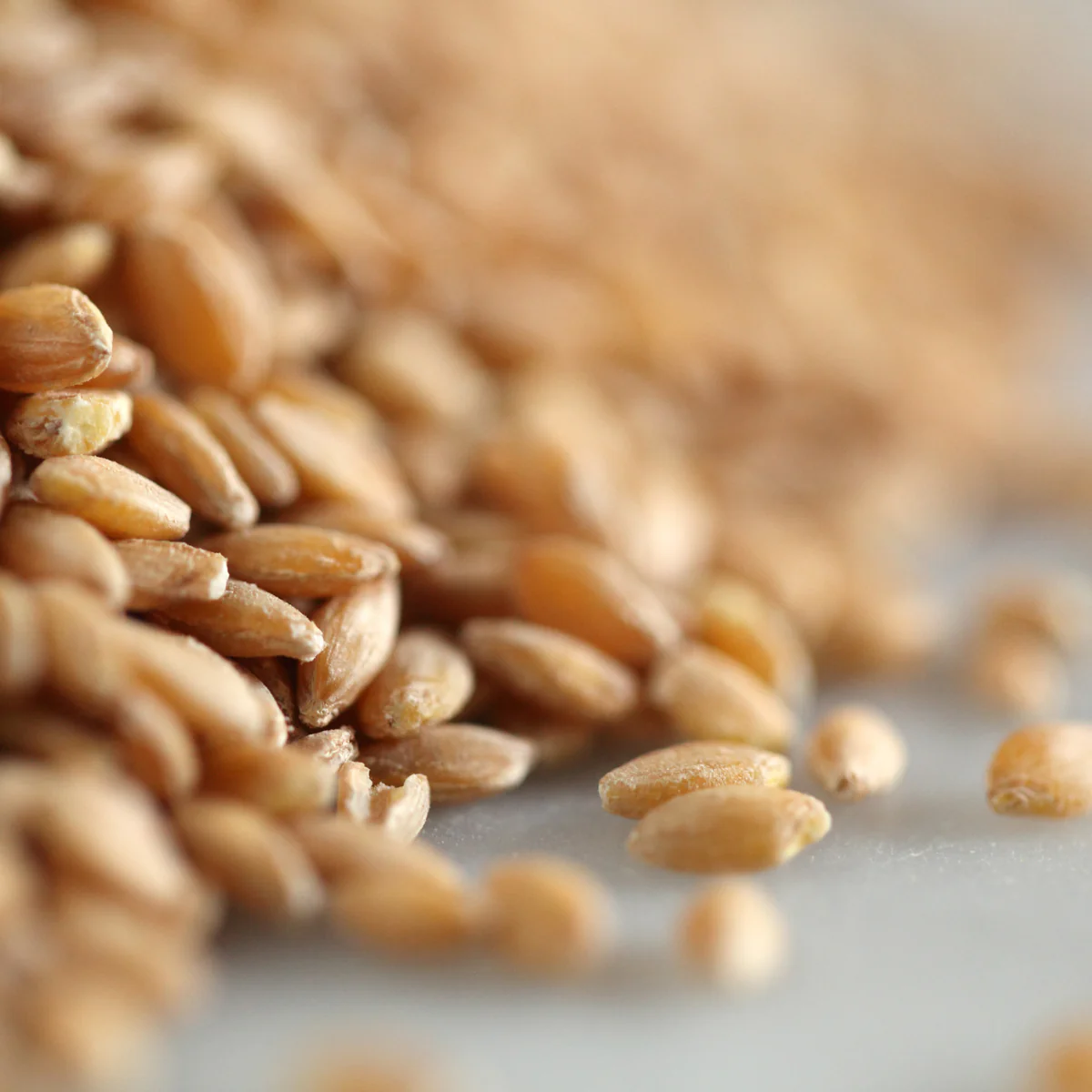 Organic Einkorn Wheat Berries 10 lb. - Image 3
