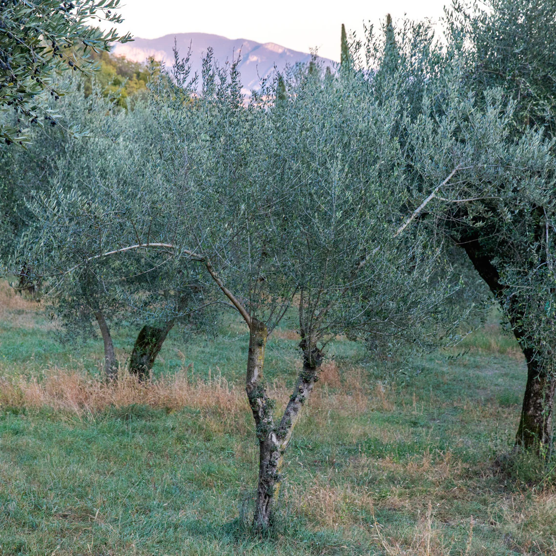 Organic Extra Virgin Olive Oil, 3 Pack - Image 3