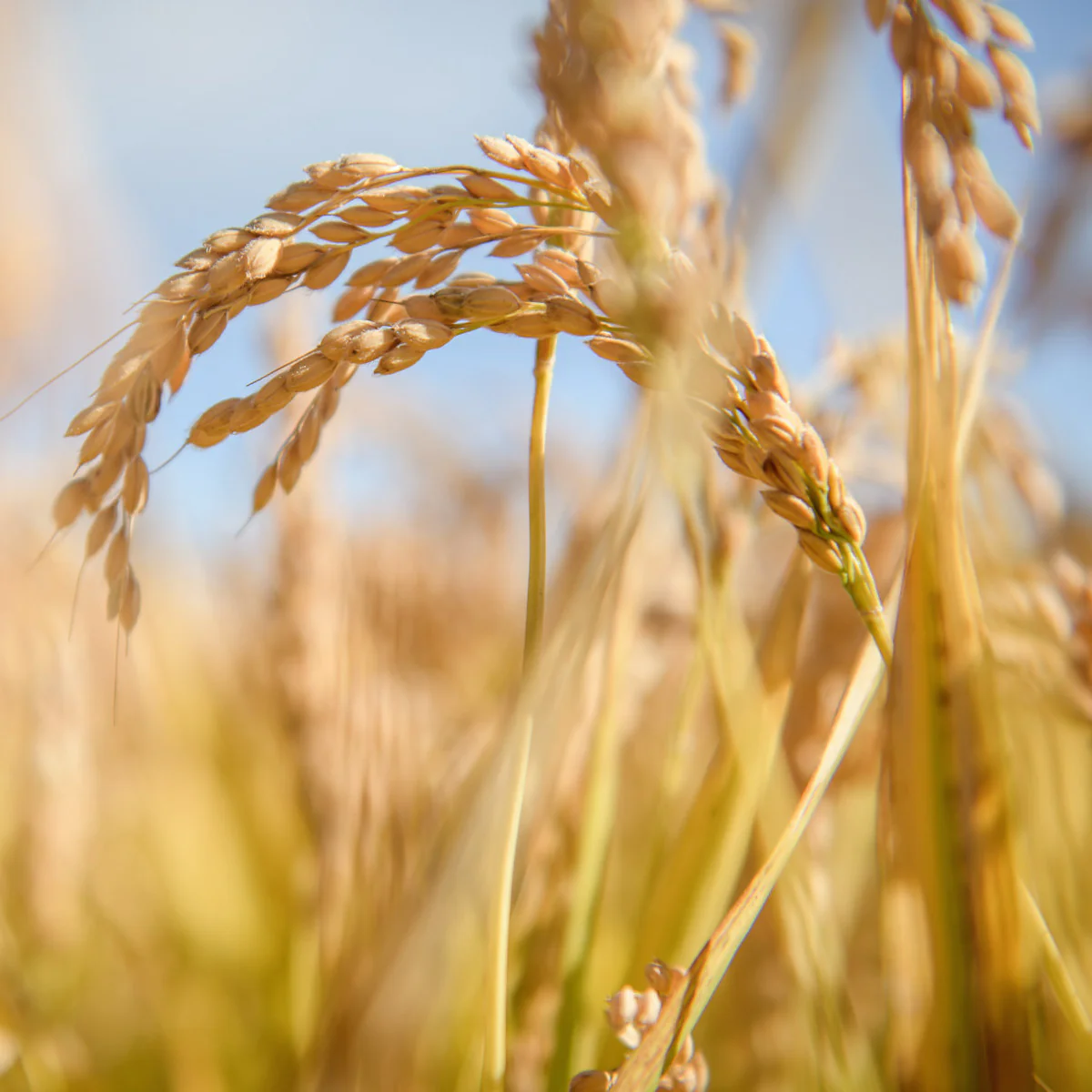 Organic Gluten Free Brown Rice Orzo - Image 3