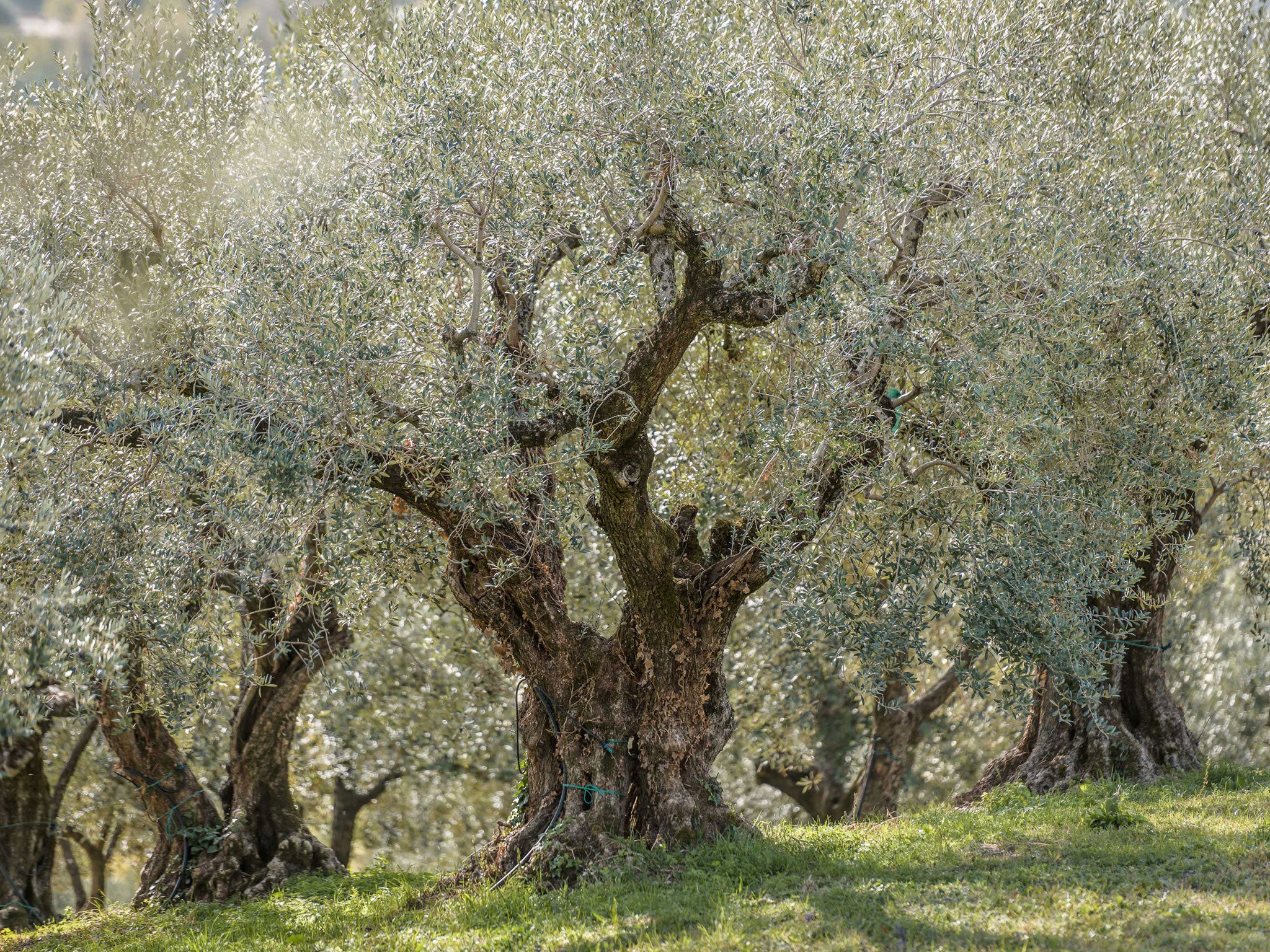 Fall Harvest Olio Nuovo Organic Olive Oil, 3 Pack - Image 5