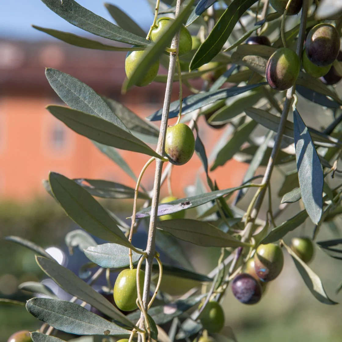 Mini Extra Virgin Olive Oil - Image 6